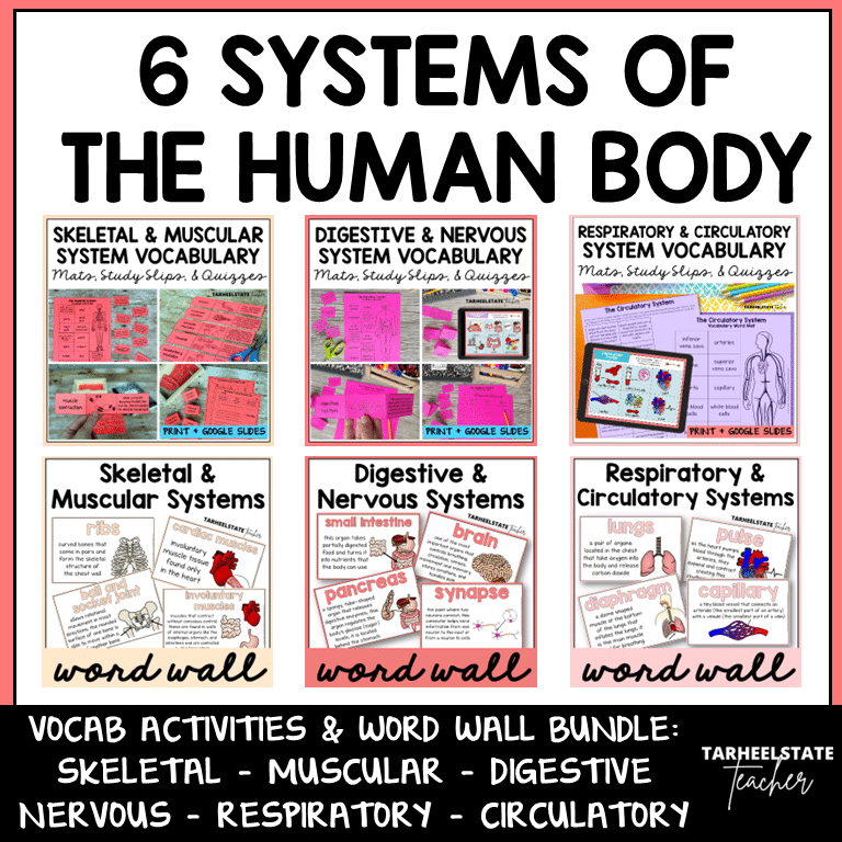 6 systems of the human body vocabulary activities and word wall