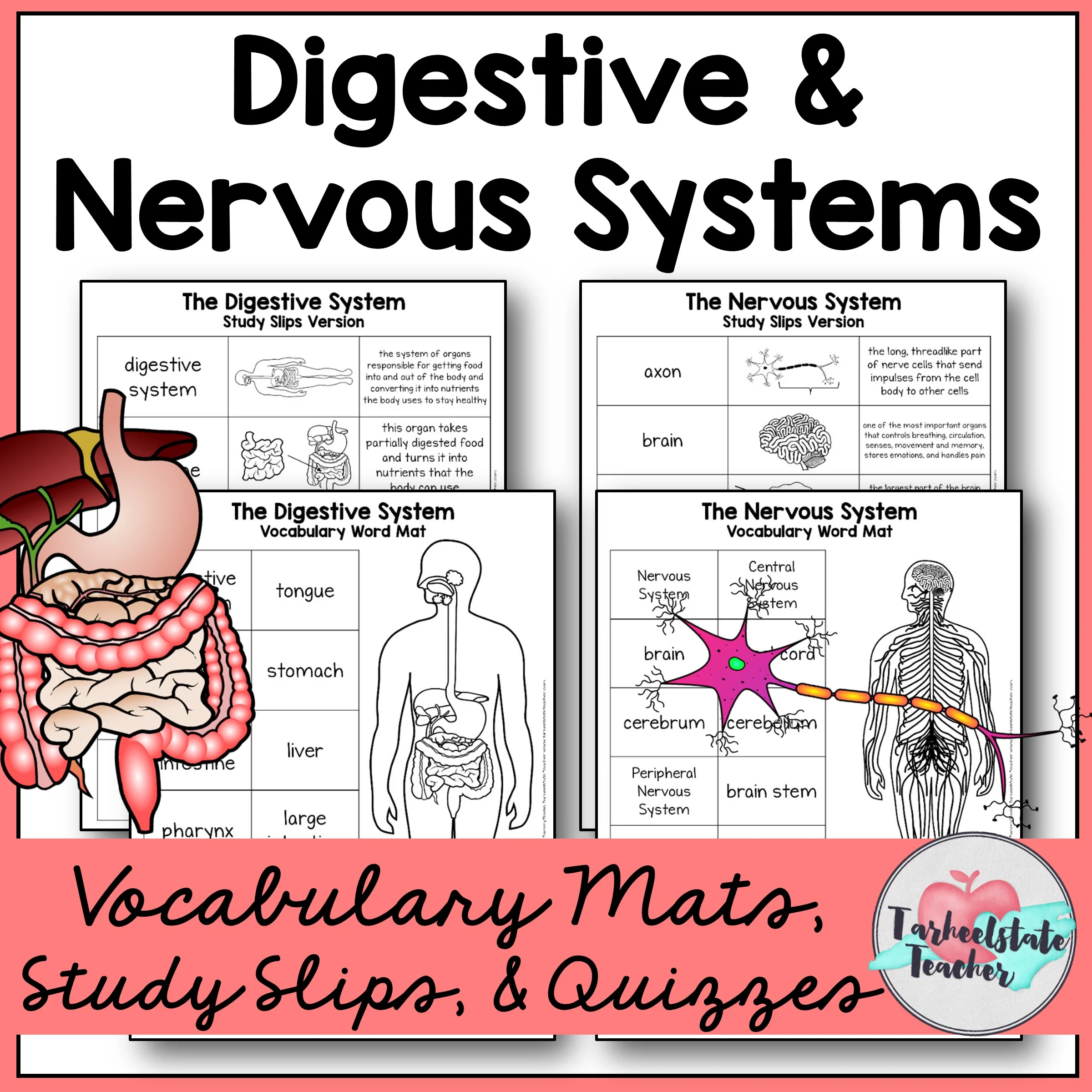 DigestiveandNervousSystemVocabularyMats 1