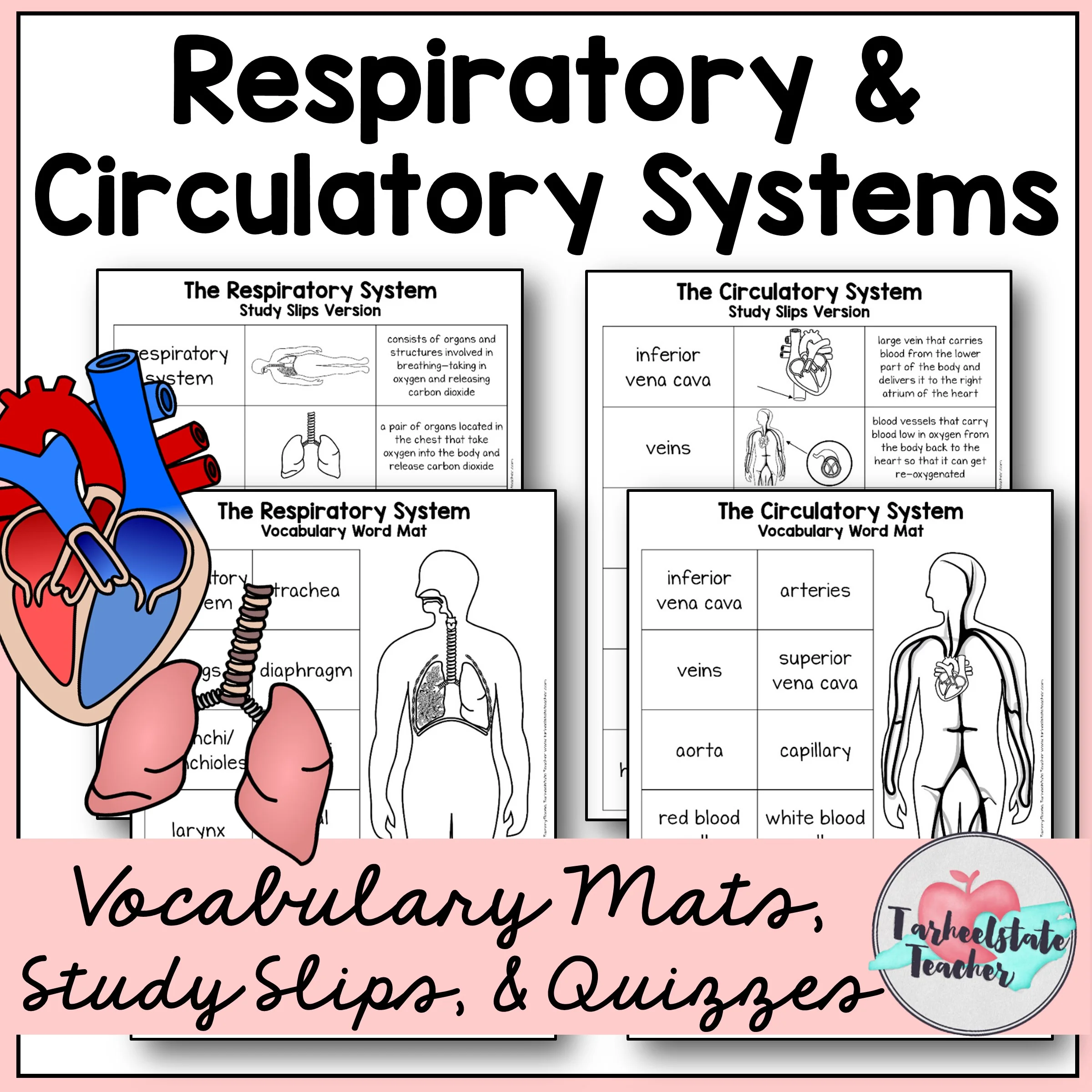 RespiratoryCirculatorySystems 1